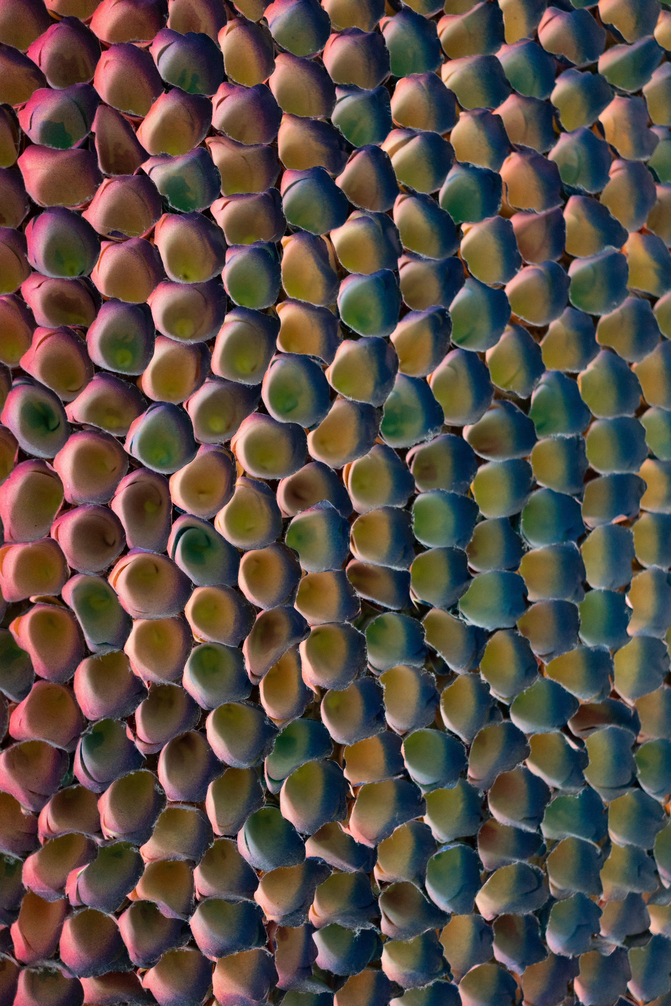 Zhuang Hong Yi, Multicolour, Undated
