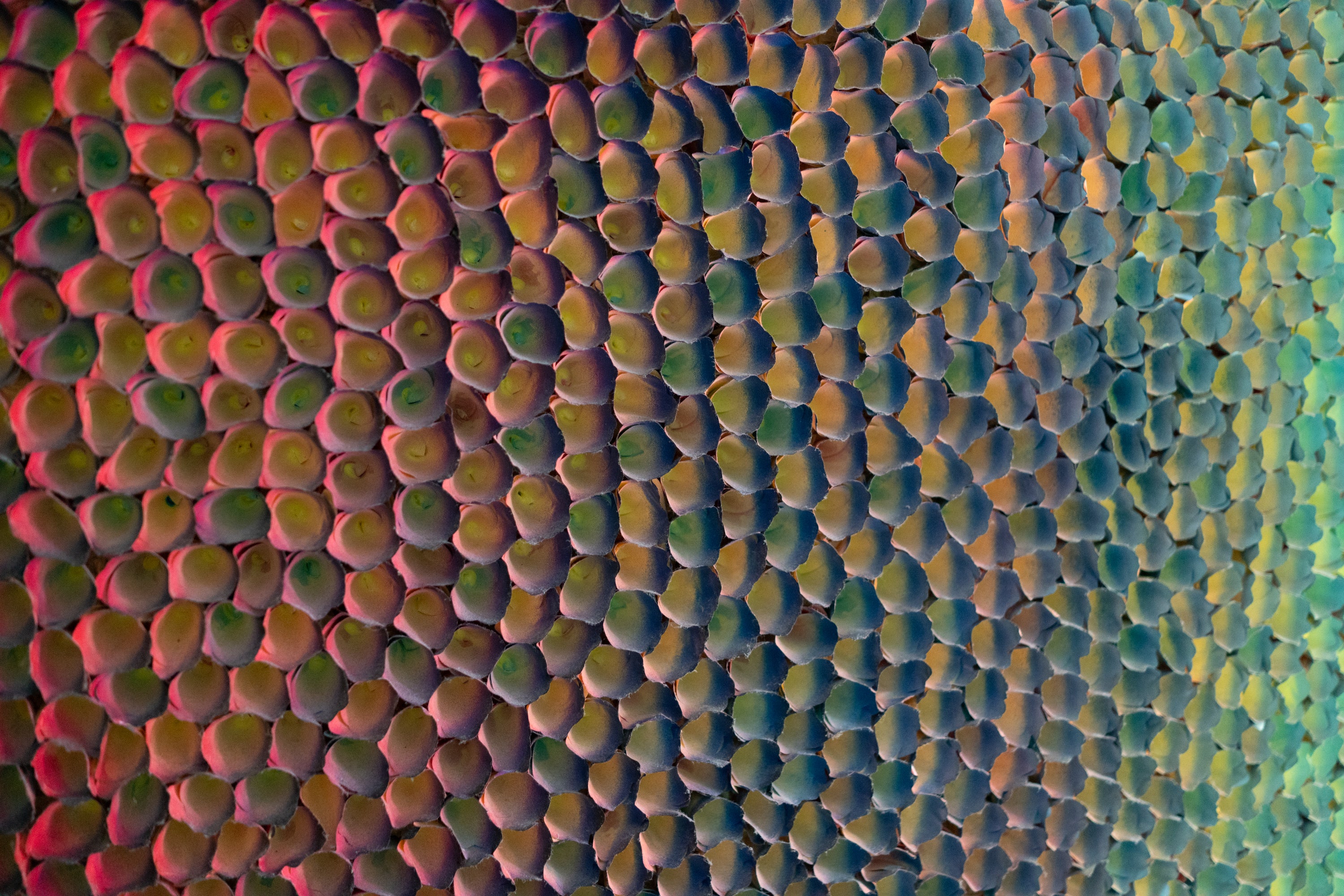 Zhuang Hong Yi, Multicolour, Undated