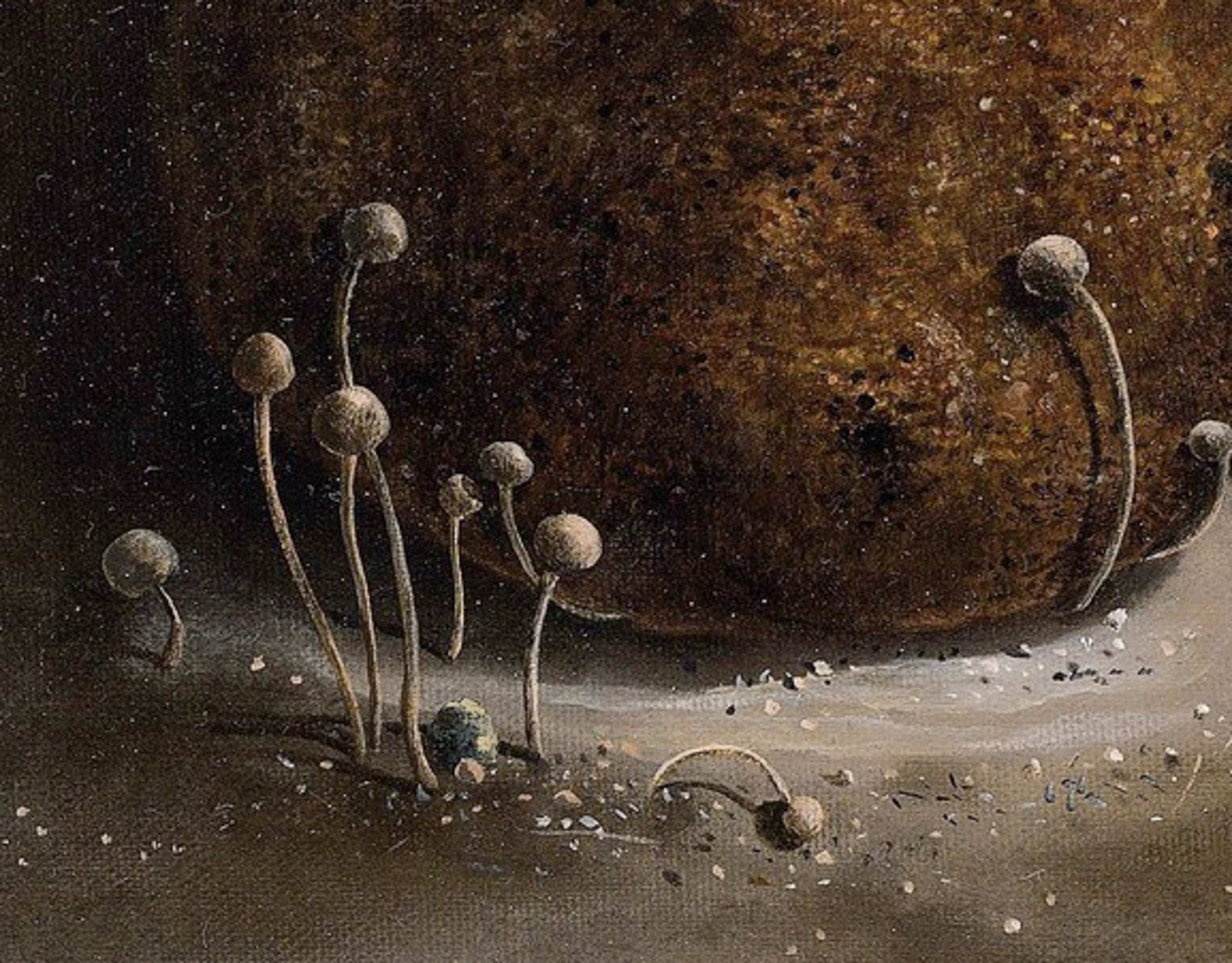 Reef Hsu, Fungi Series -Symbiosis, 2006