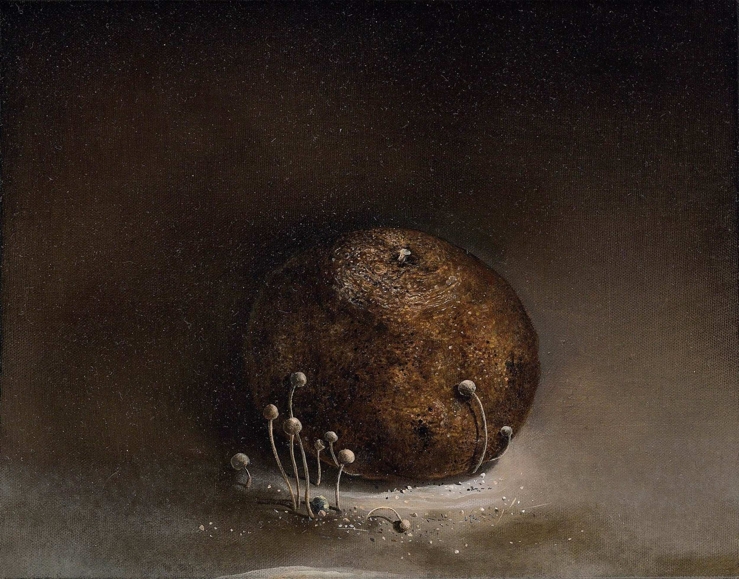 Reef Hsu, Fungi Series -Symbiosis, 2006