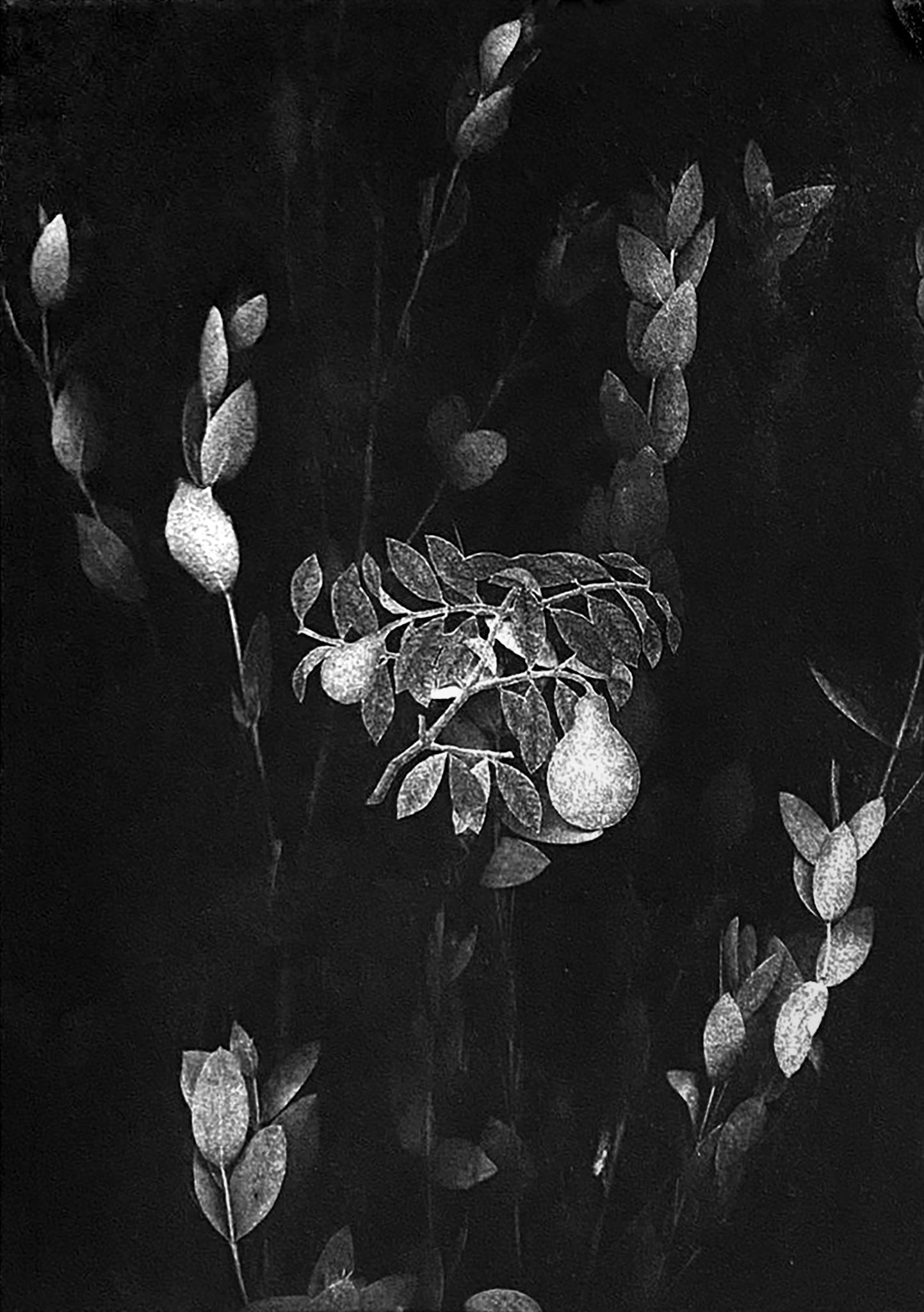 Weixin Quek Chong, Exponential Taxonomies Specimen 6, 2015