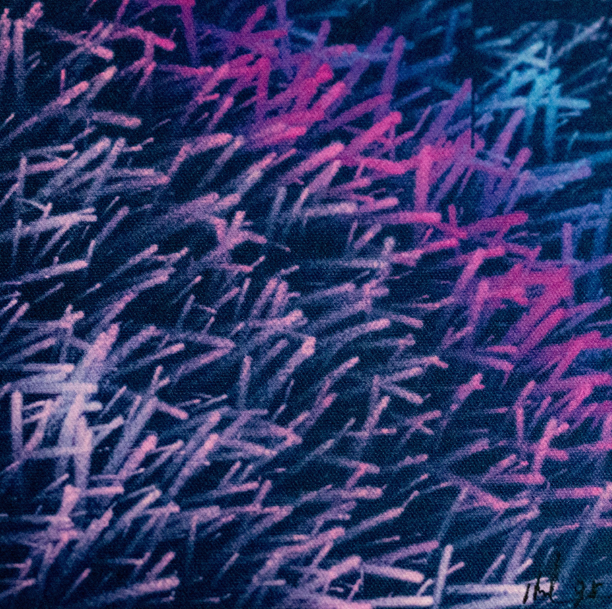 Lin Hsin Hsin, Atlantic Purple Sea Urchin, 1996