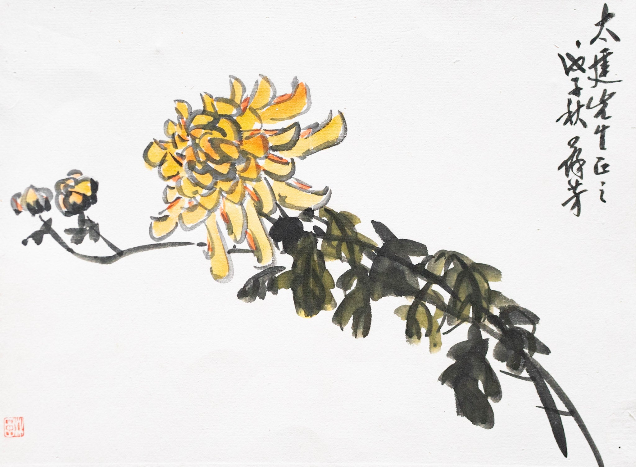 Unknown Artist, Chrysanthemum, Undated