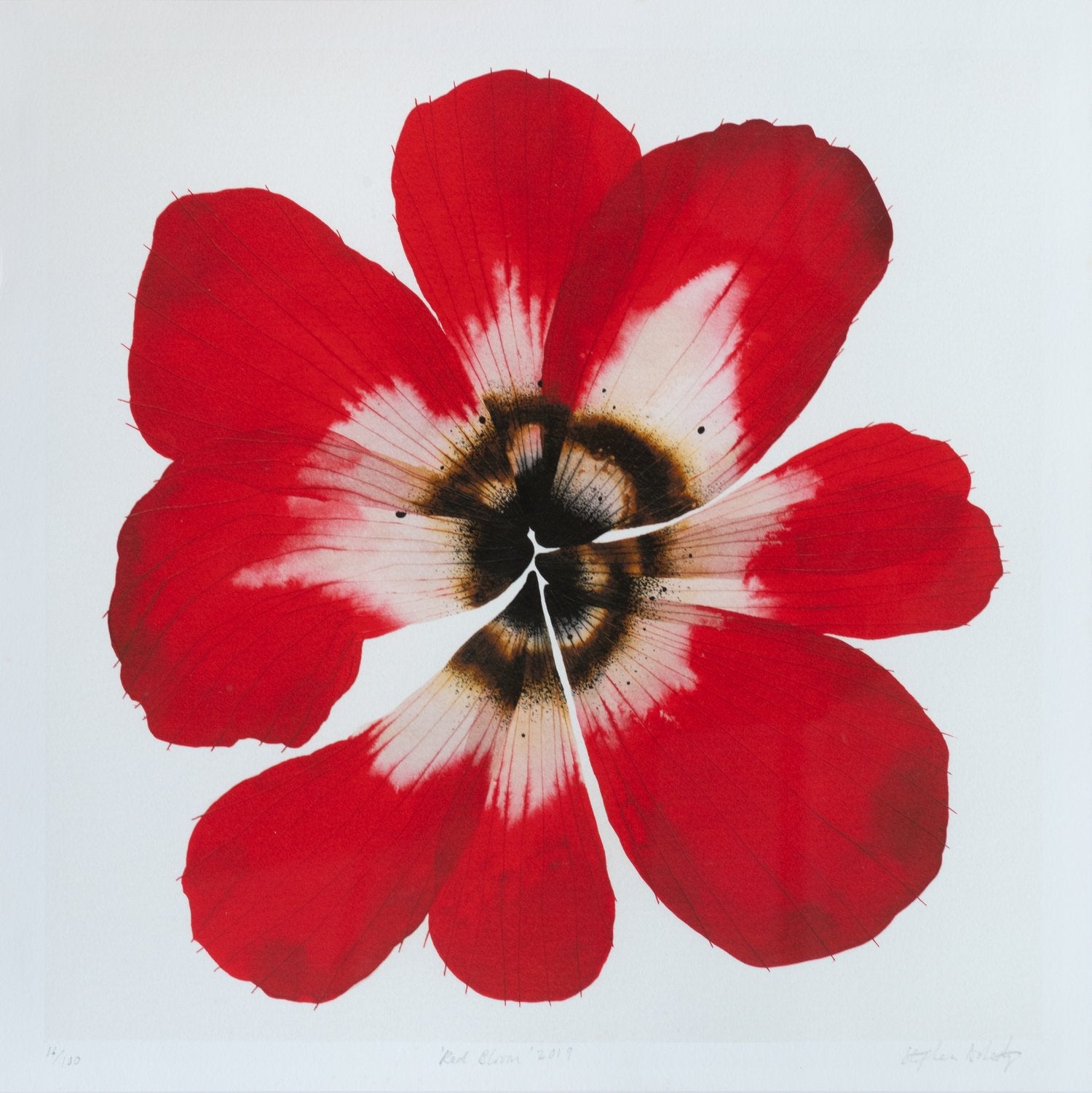 Stephen Doherty, Red Bloom, 2019