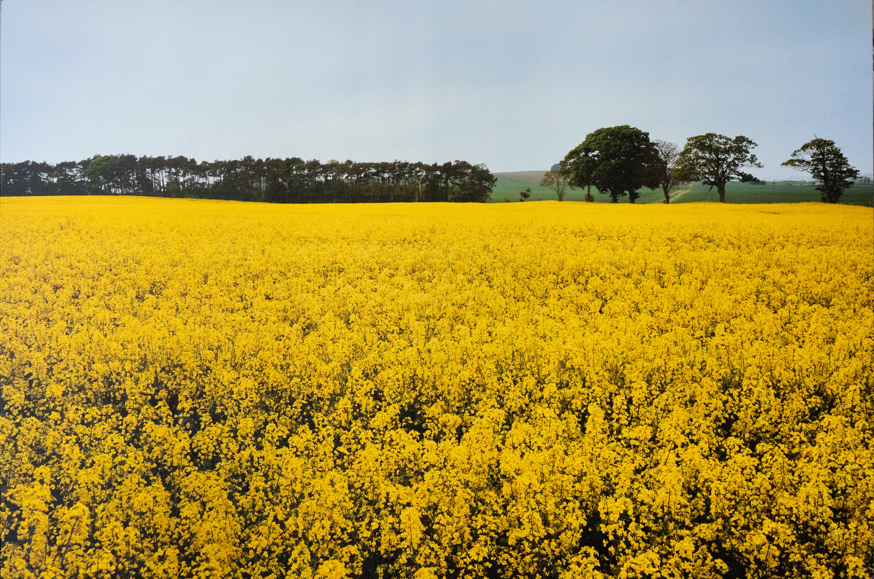 Stuart Taylor, Untitled (View of Scottish Rapeseeds), 2018