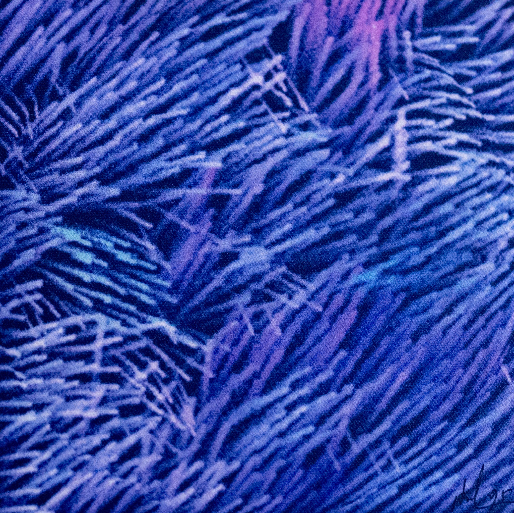 Lin Hsin Hsin, Untitled (Purple Coral), 1995