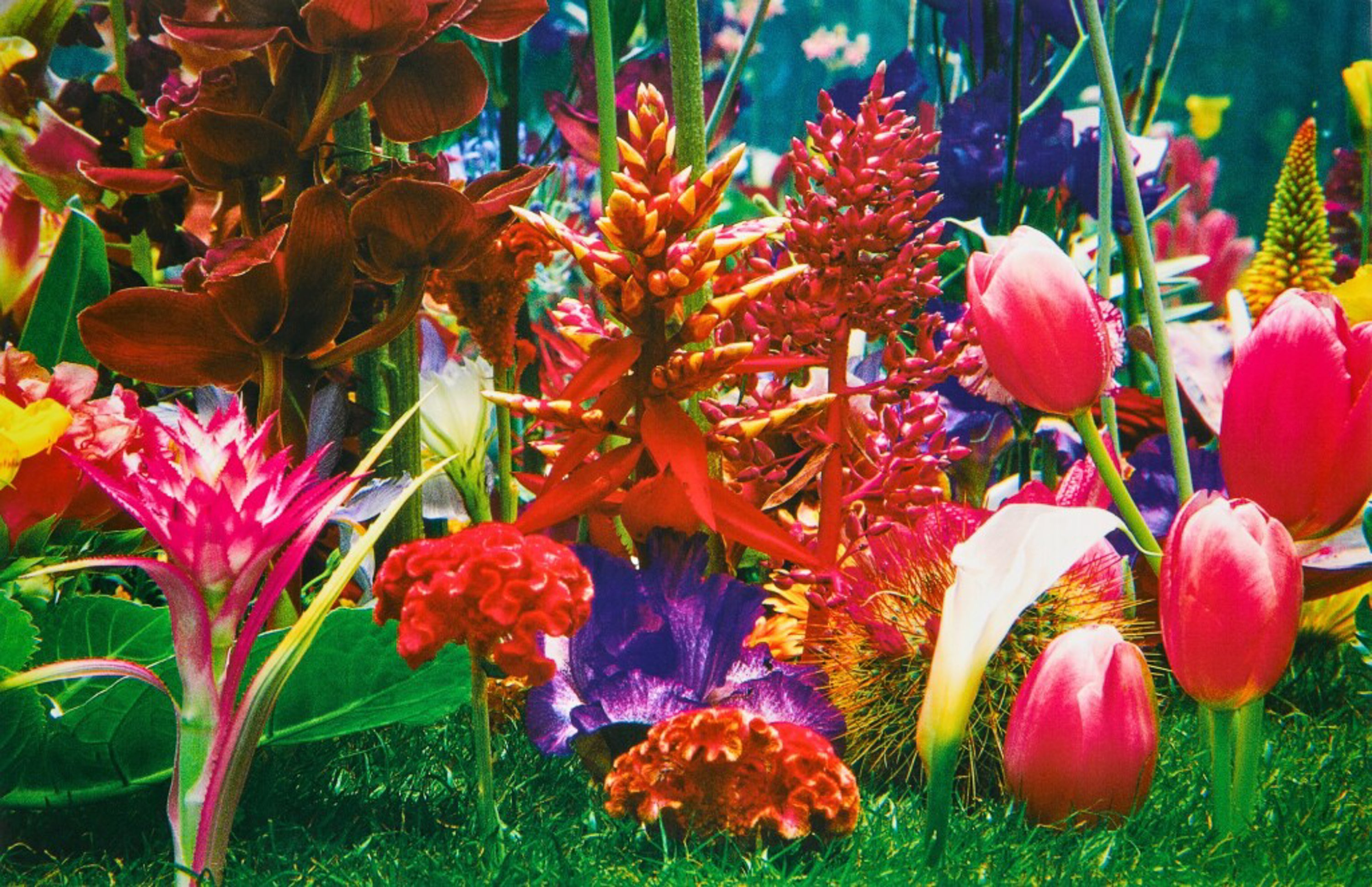 Marc Quinn, Image 4 (Garden 2), 2000